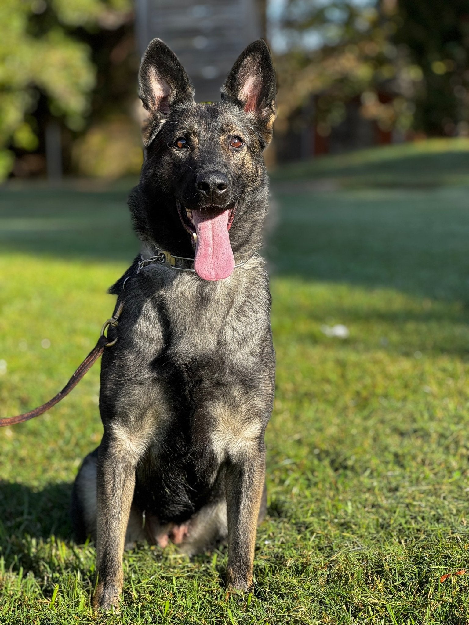 Hani - Trained Adult Female - protectiondog.com