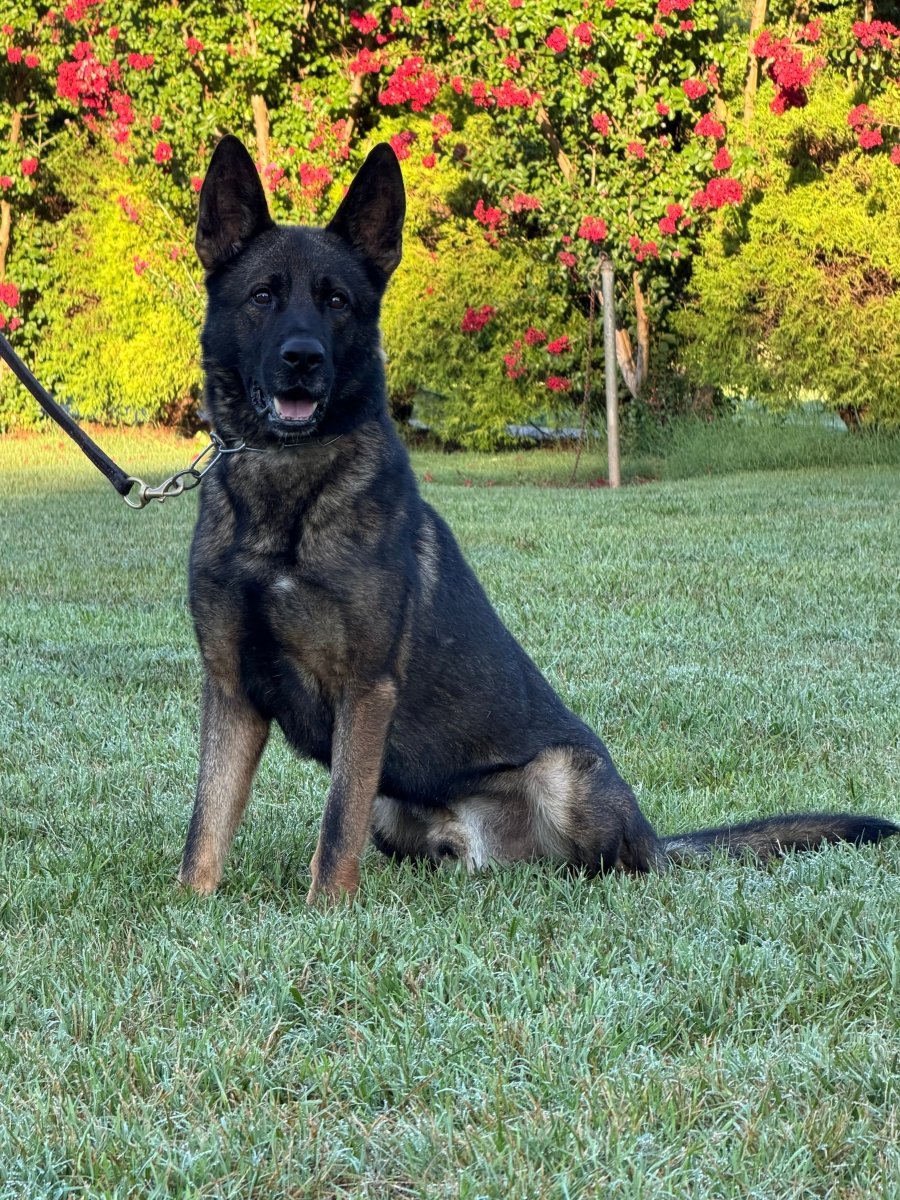 Huron Male German Shepherd - protectiondog.com