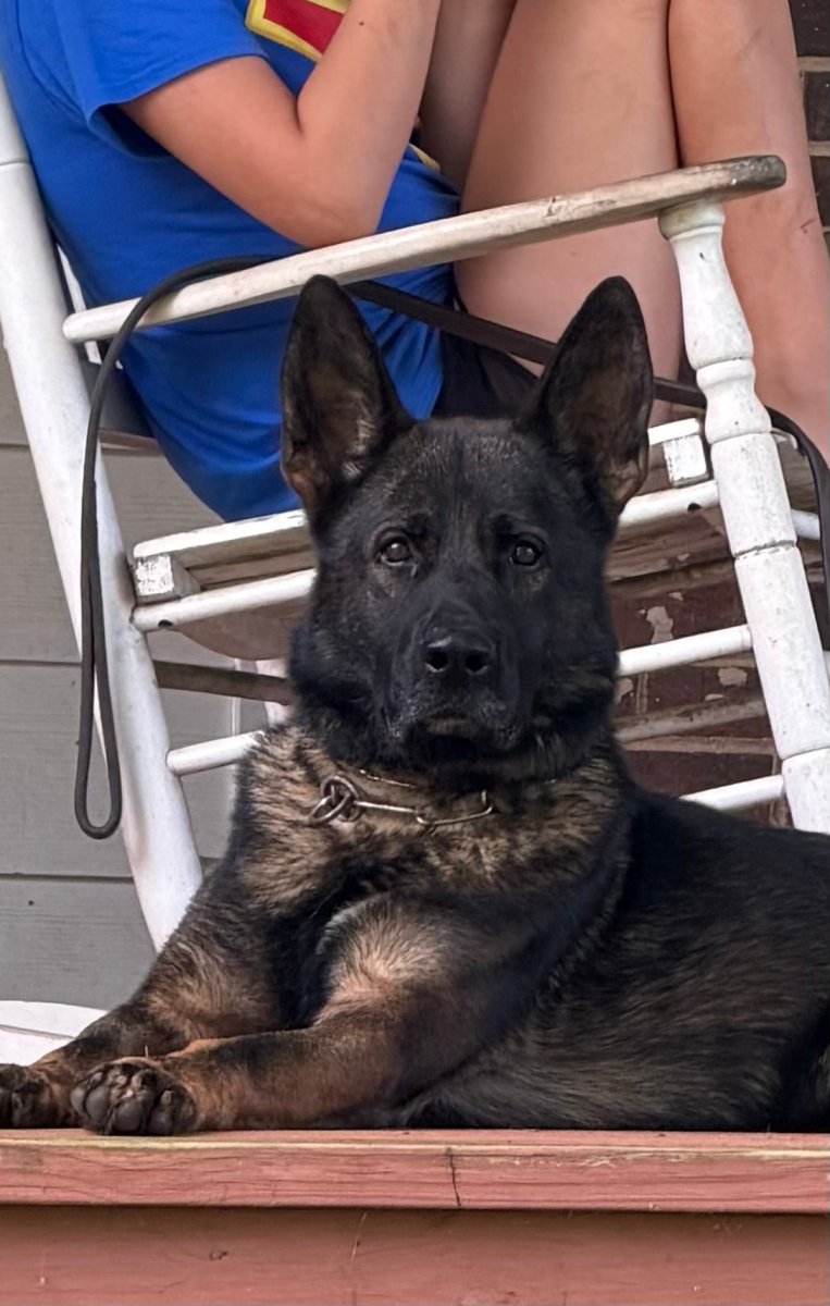 Huron Male German Shepherd - protectiondog.com