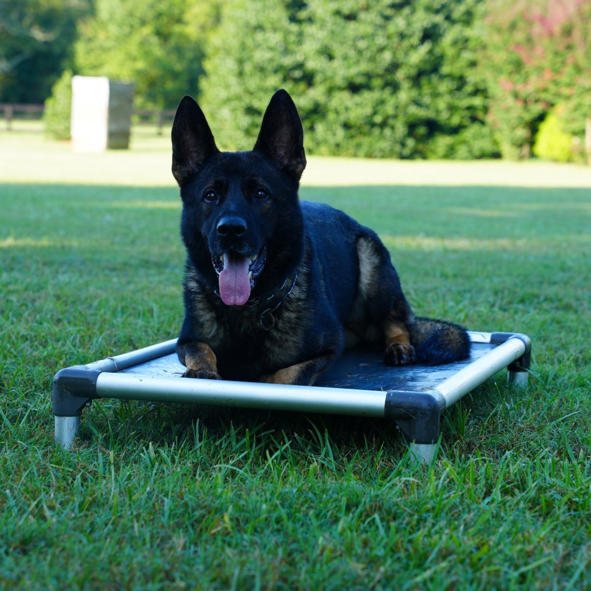 Huron Male German Shepherd - protectiondog.com