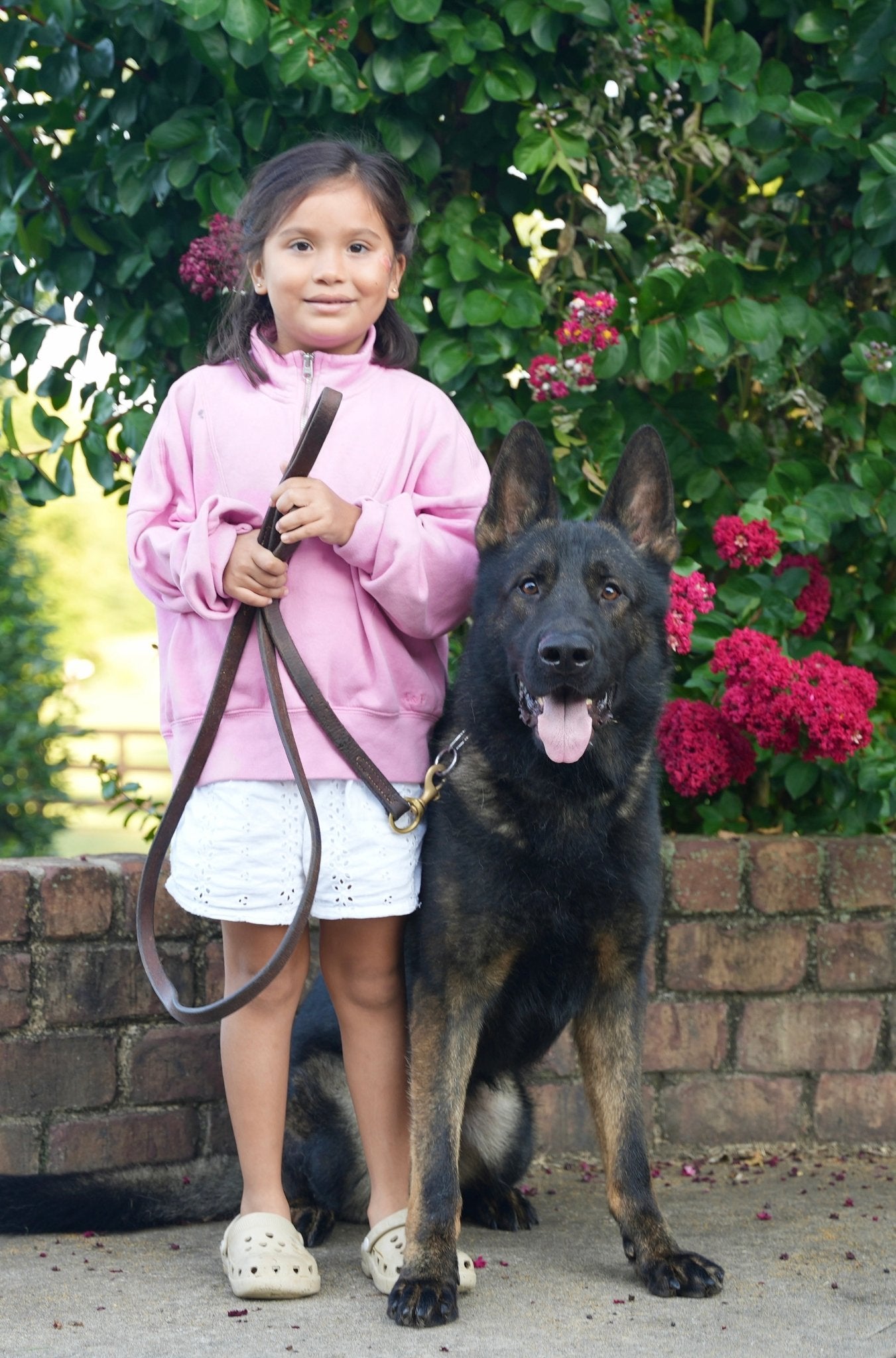 Ike - Trained Adult Male German Shepherd - protectiondog.com