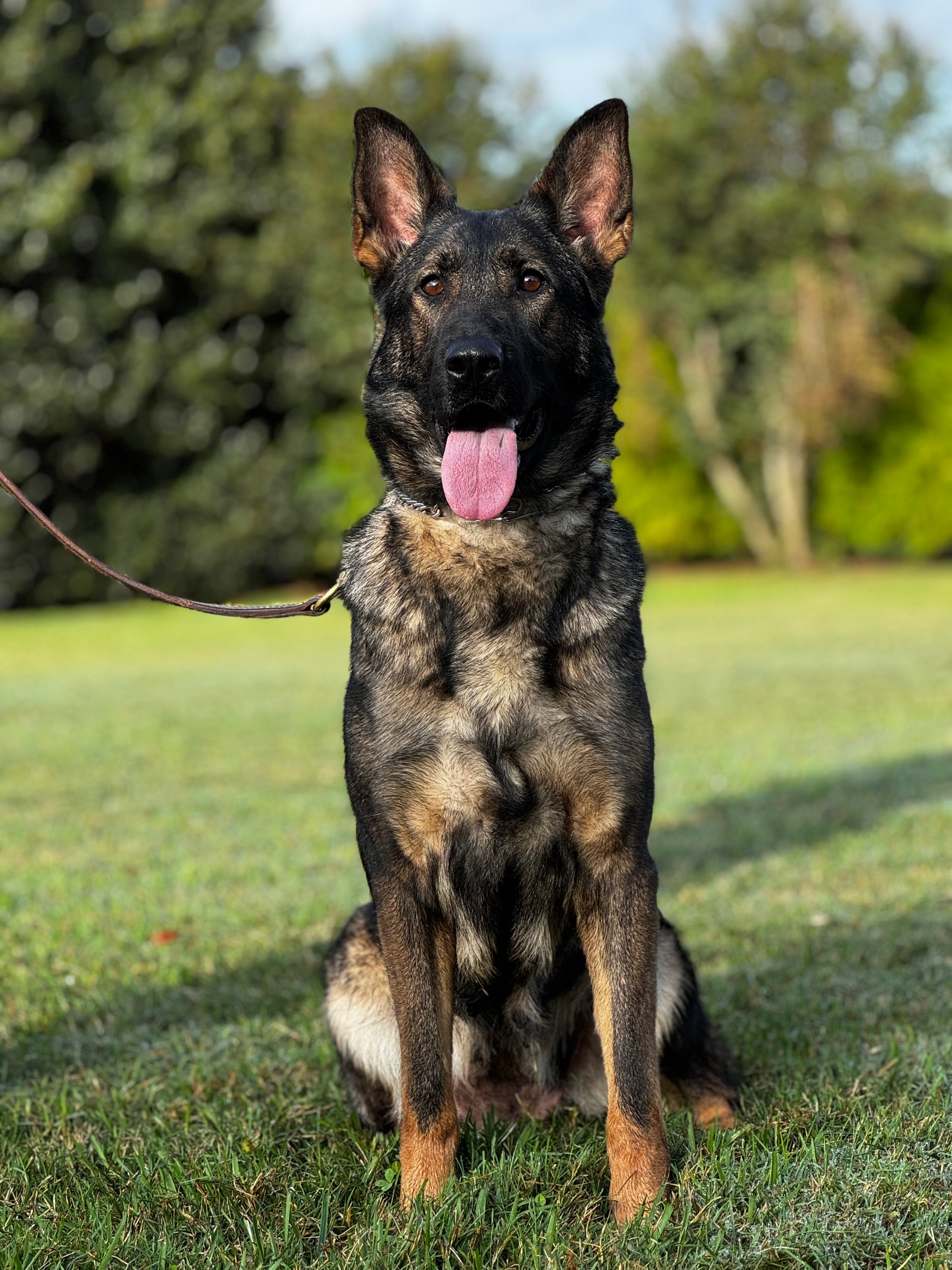 J Litter German Shepherd puppies for sale 2026 – Simanovich Protection Dogs