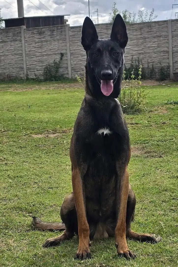 Jack, fully trained adult male Belgian Malinois protection dog for sale, sitting on command