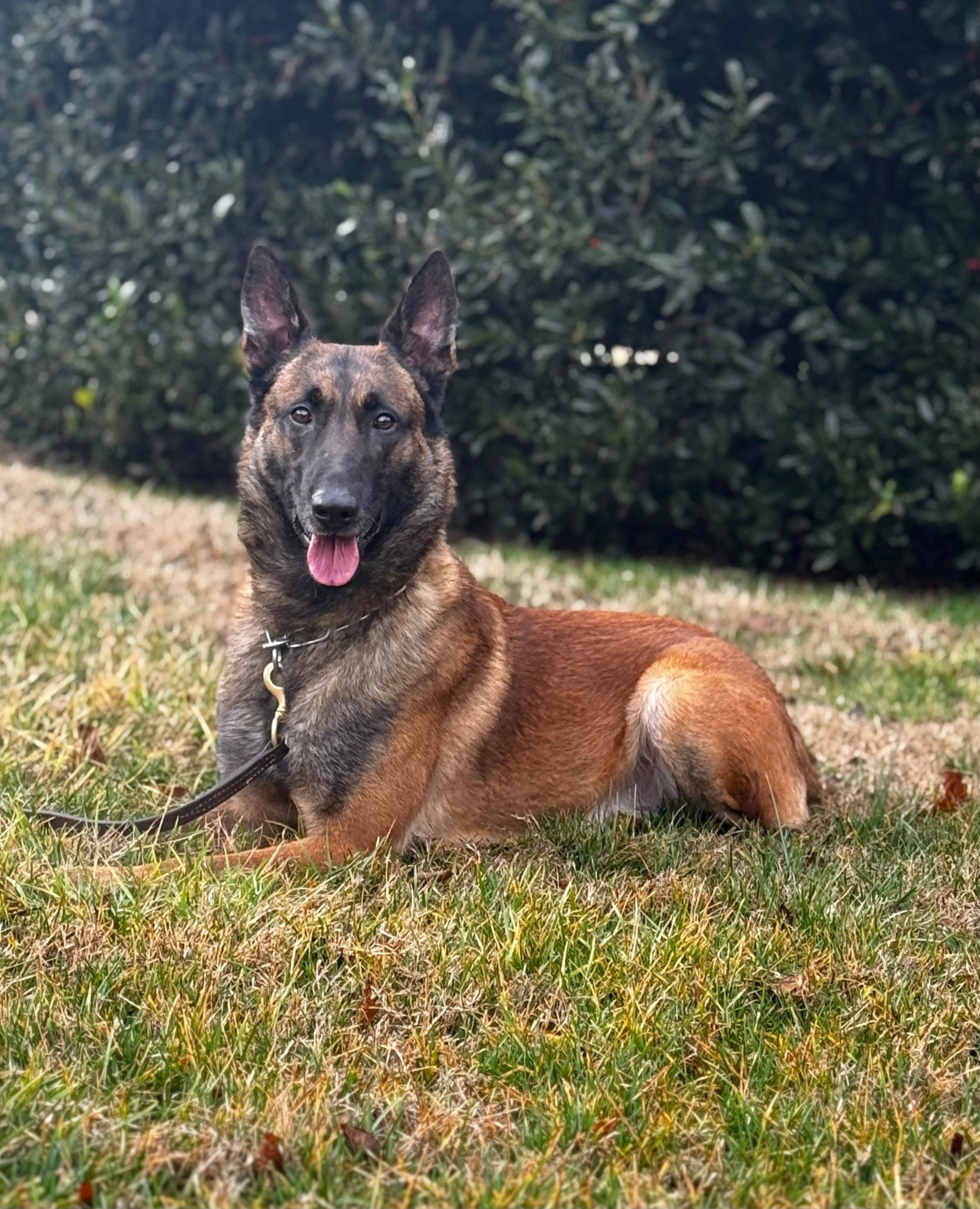 Jimbo - Male Belgian Malinois - protectiondog.com