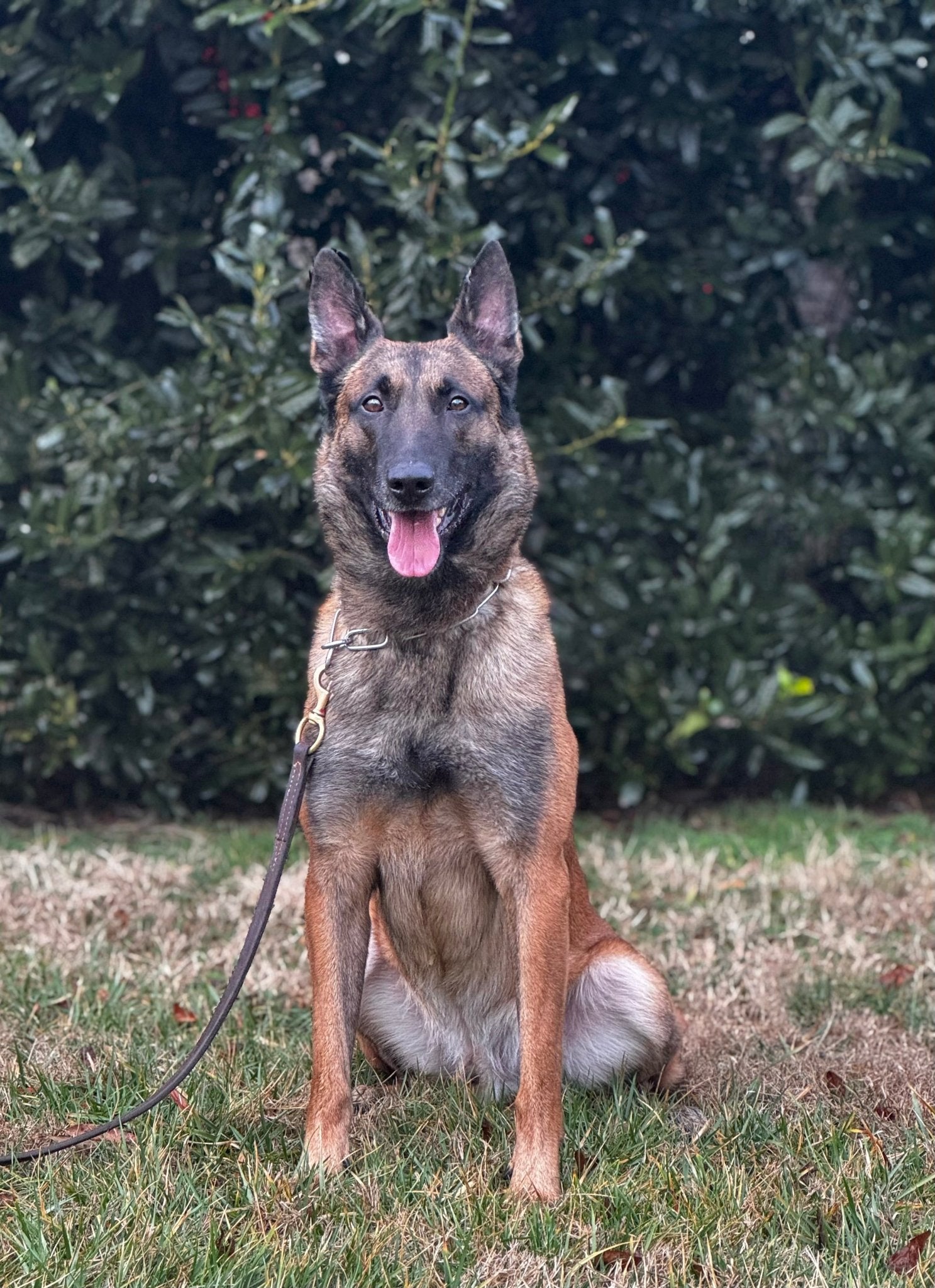 Jimbo - Male Belgian Malinois - protectiondog.com