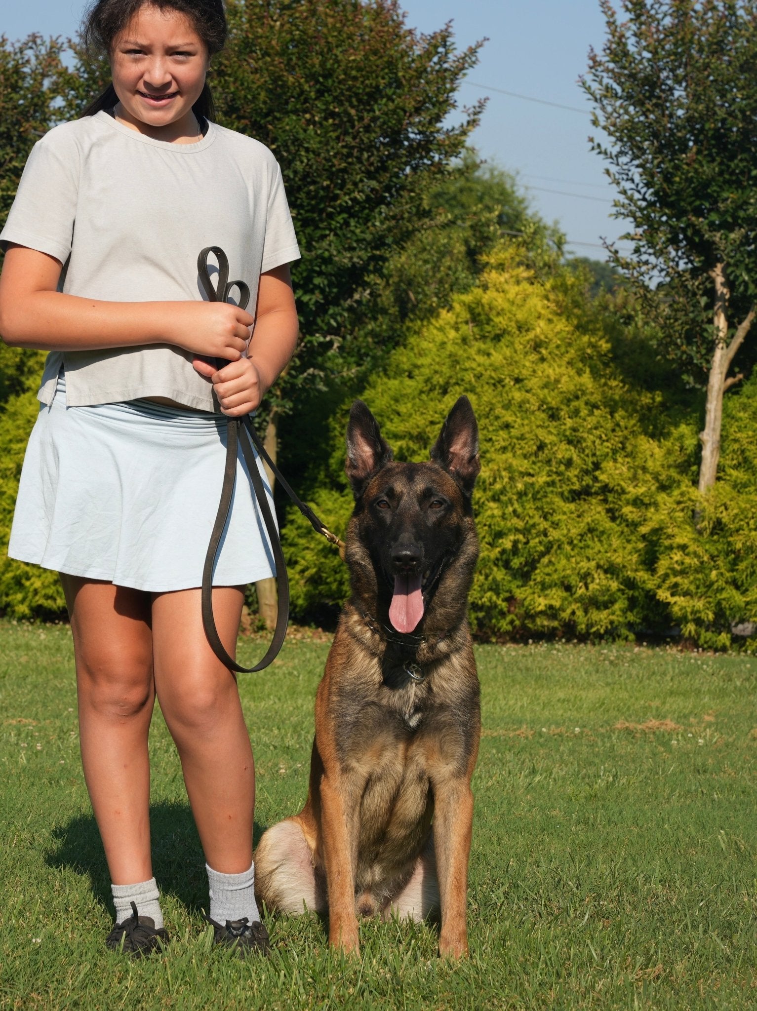 Jimbo - Male Belgian Malinois - protectiondog.com