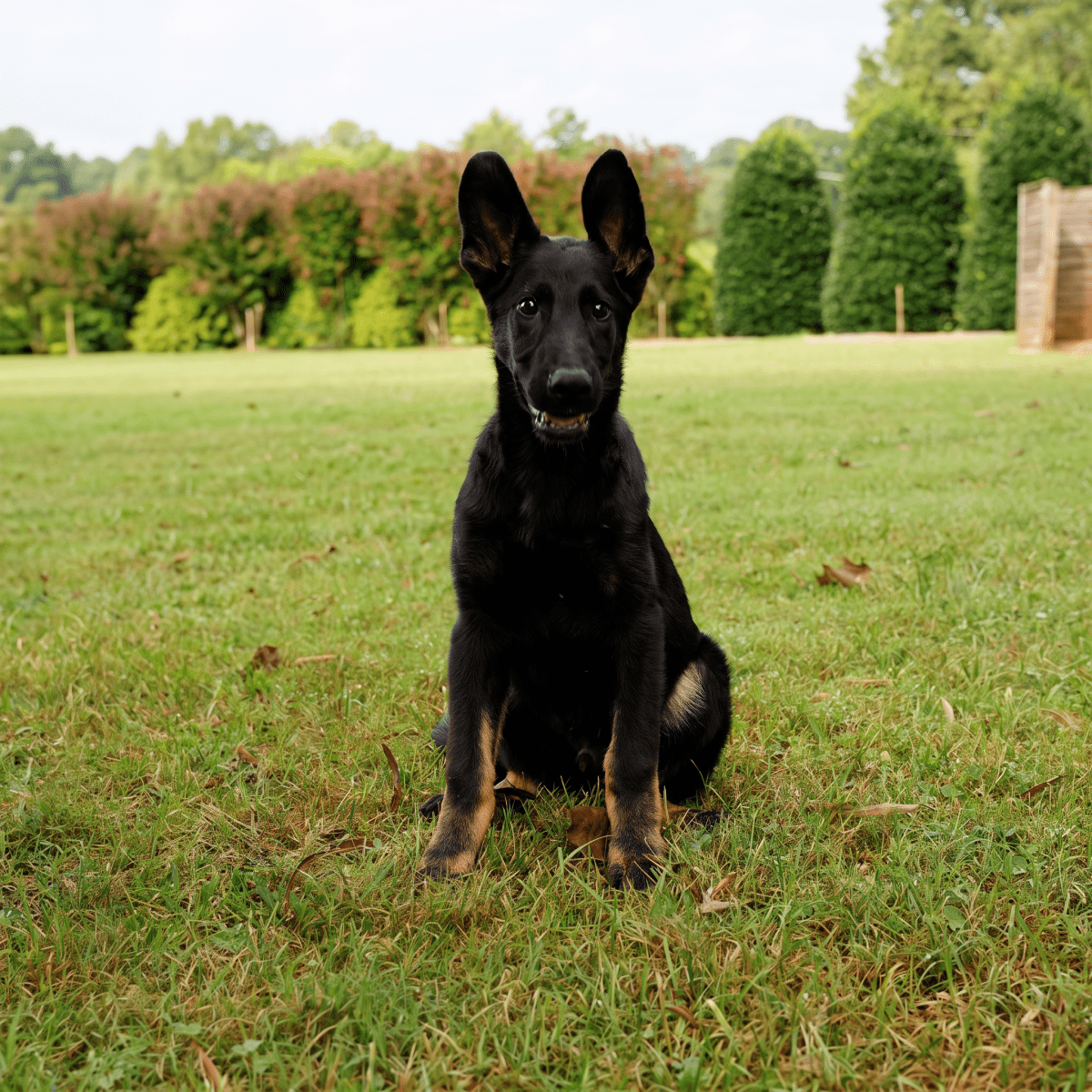 Justin, trained adolescent male German Shepherd for sale – Simanovich Protection Dogs