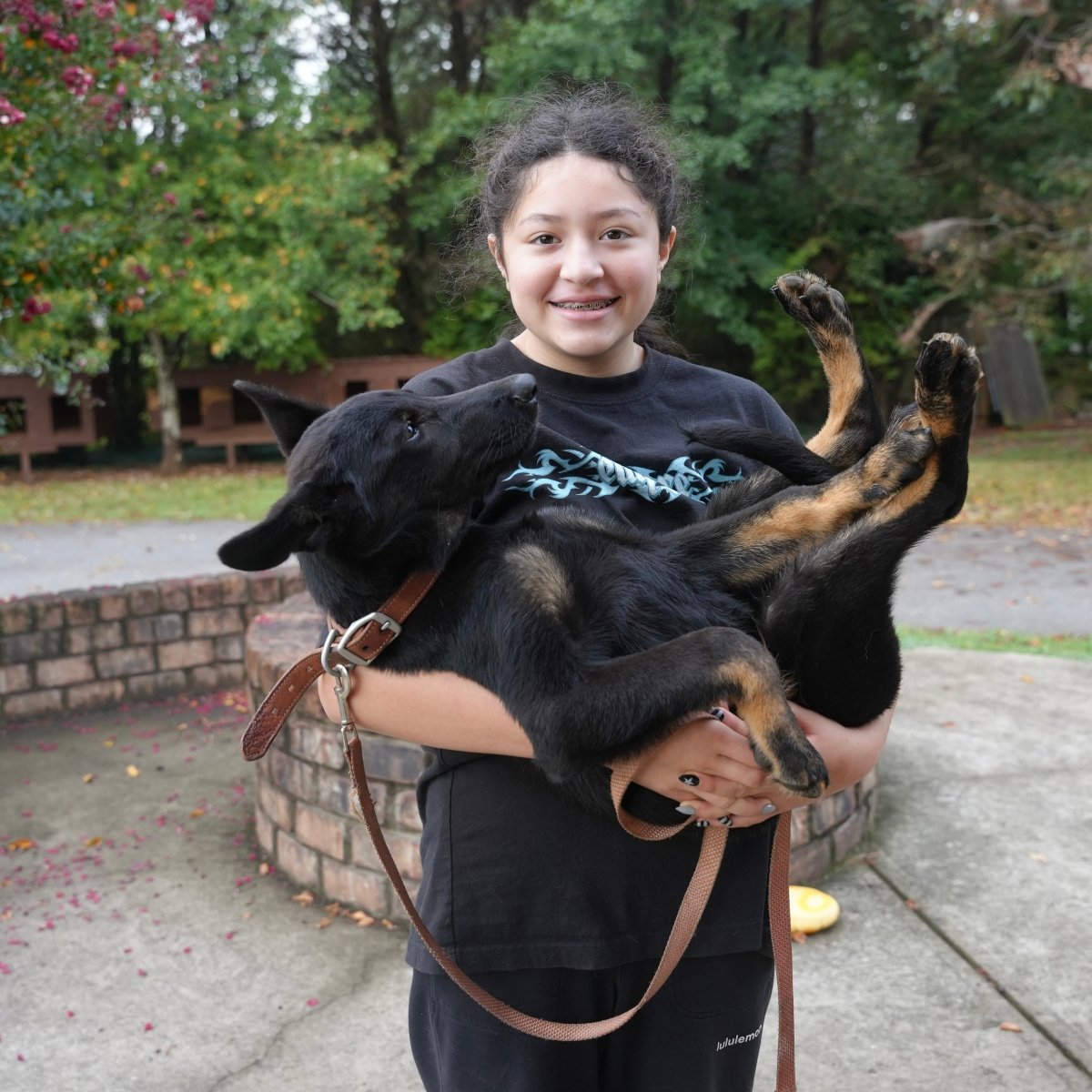 Justin, trained adolescent male German Shepherd for sale – Simanovich Protection Dogs