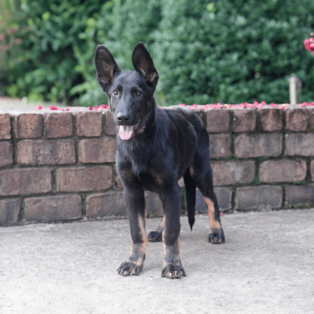 Justin, trained adolescent male German Shepherd for sale – Simanovich Protection Dogs