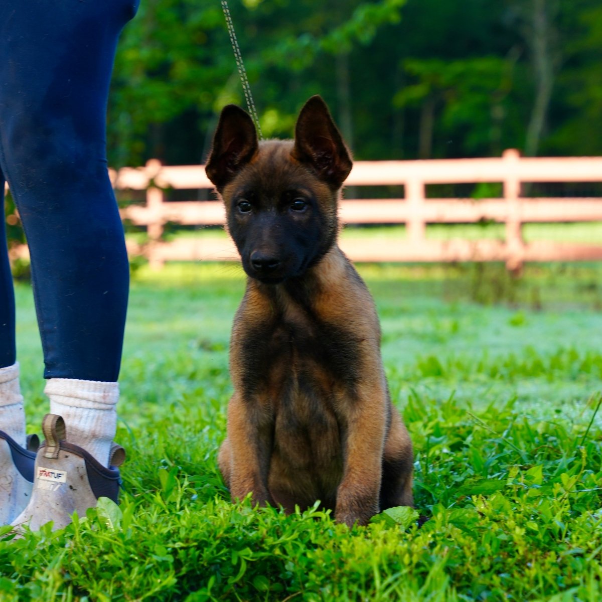 K litter puppies 2026 - protectiondog.com