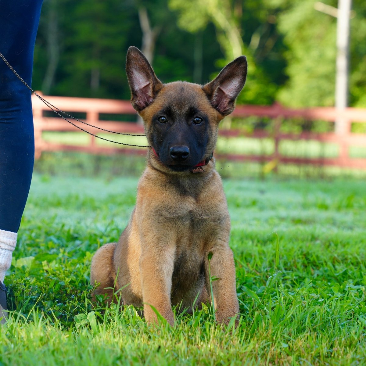 K litter puppies 2026 - protectiondog.com