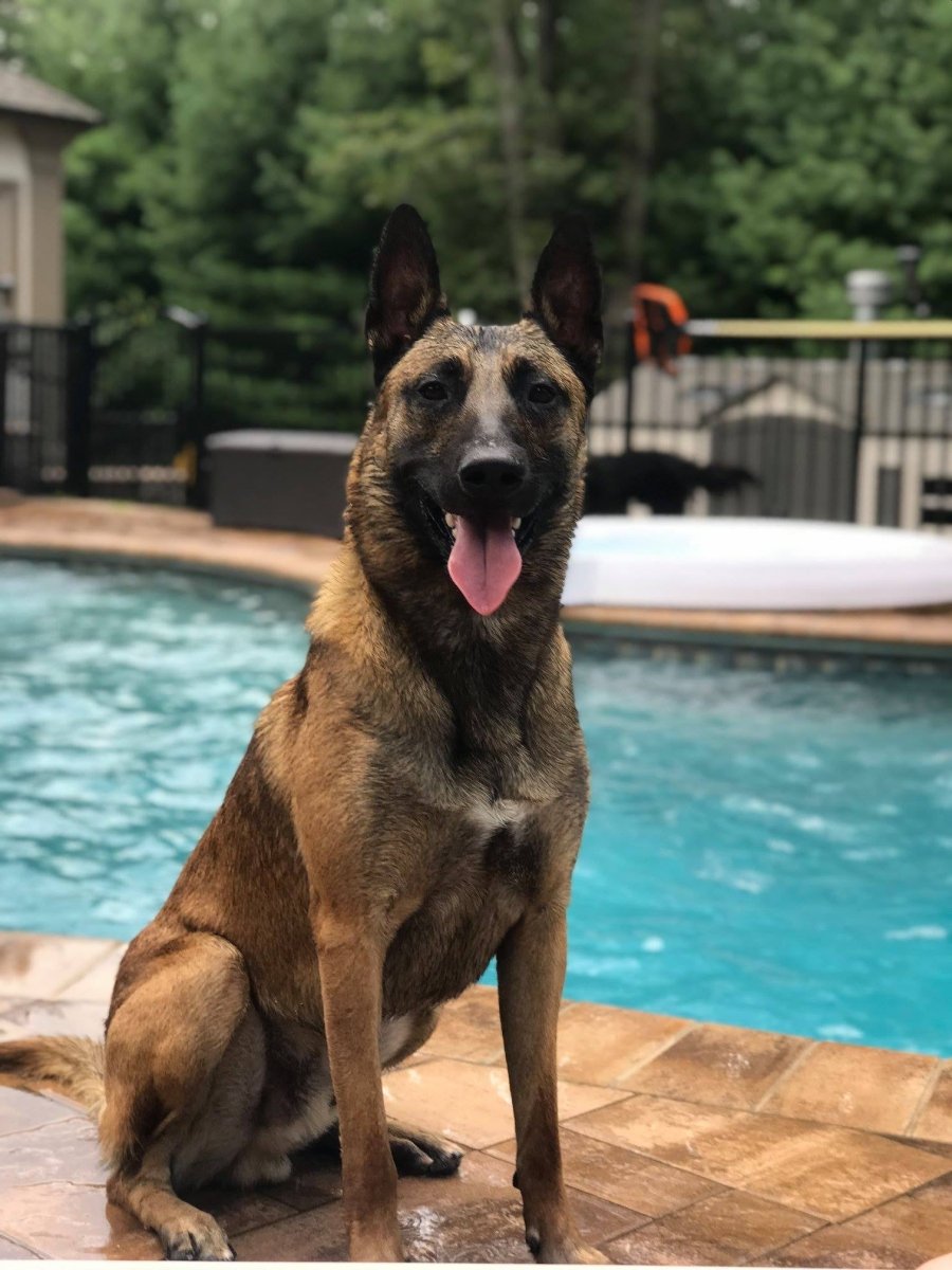 K litter puppies 2026 - protectiondog.com