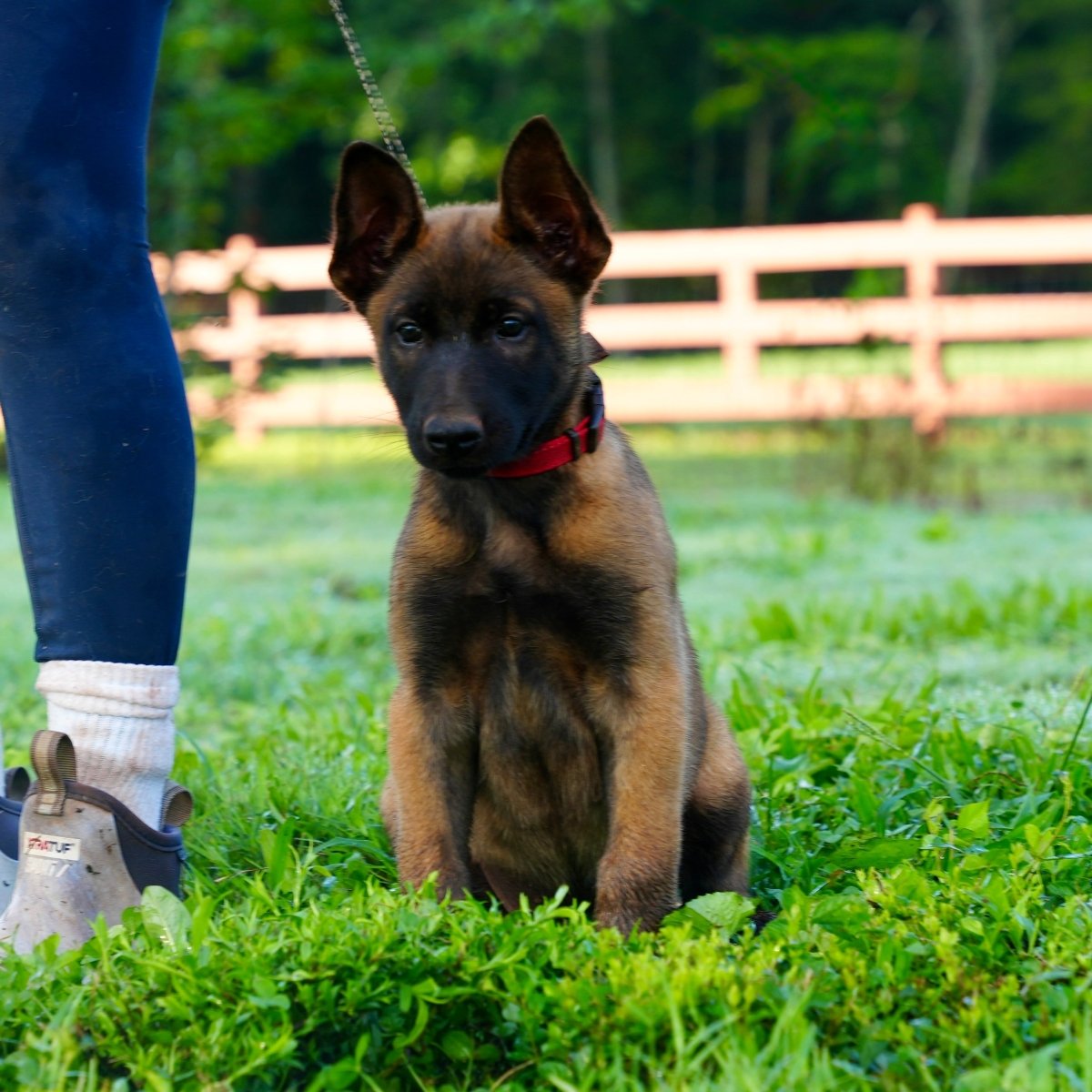 K litter puppies 2026 - protectiondog.com