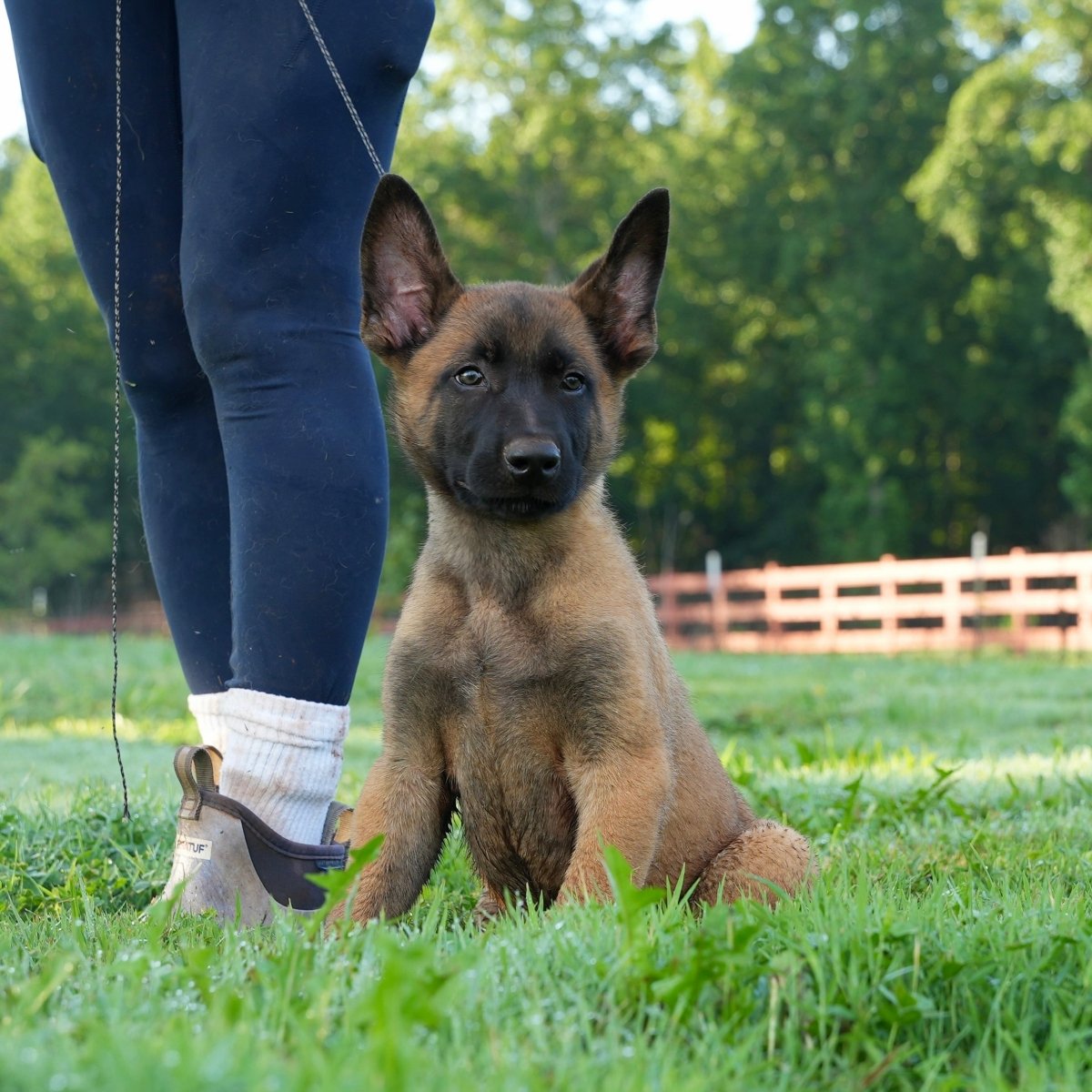 K litter puppies 2026 - protectiondog.com