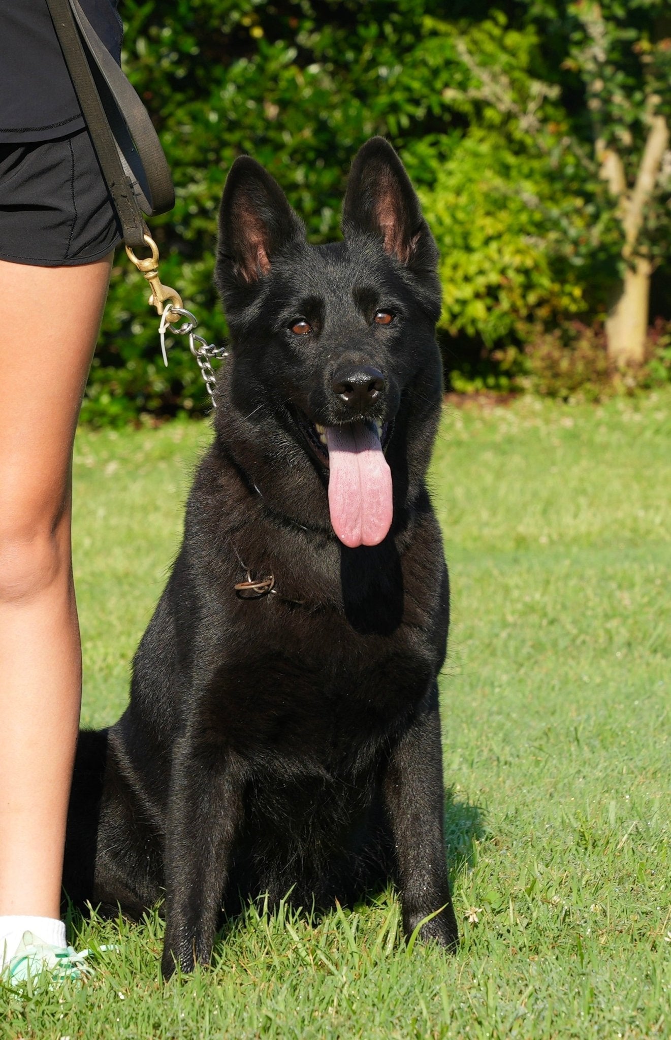 Kandi - Trained Adult Female - protectiondog.com