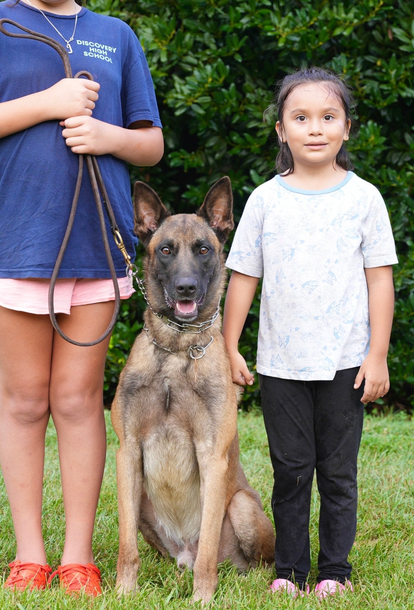 KJ - Trained Adult Male German Shepherd - protectiondog.com