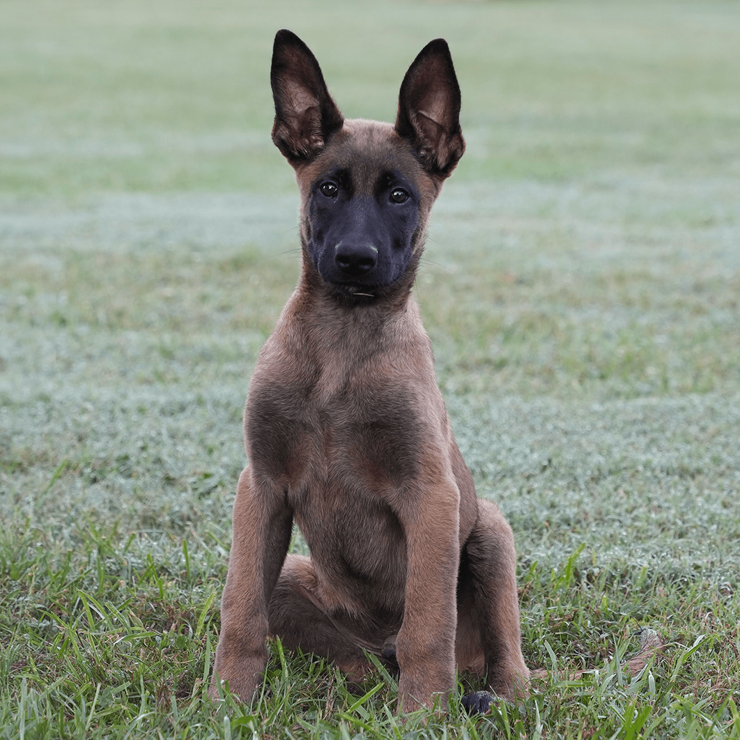 Kondor, trained adolescent male Belgian Malinois for sale – Simanovich Protection Dogs