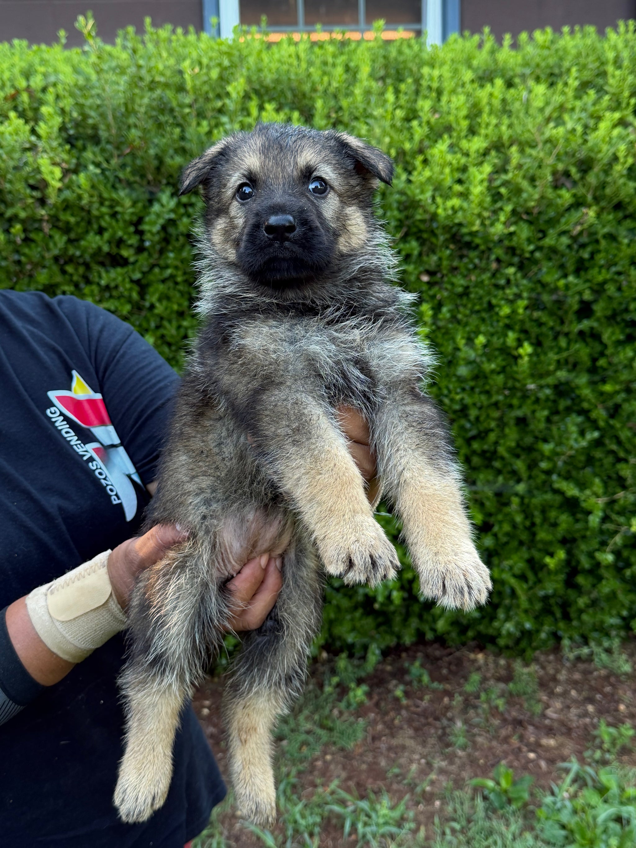 L Litter German Shepherd puppies for sale 2026 – Simanovich Protection Dogs
