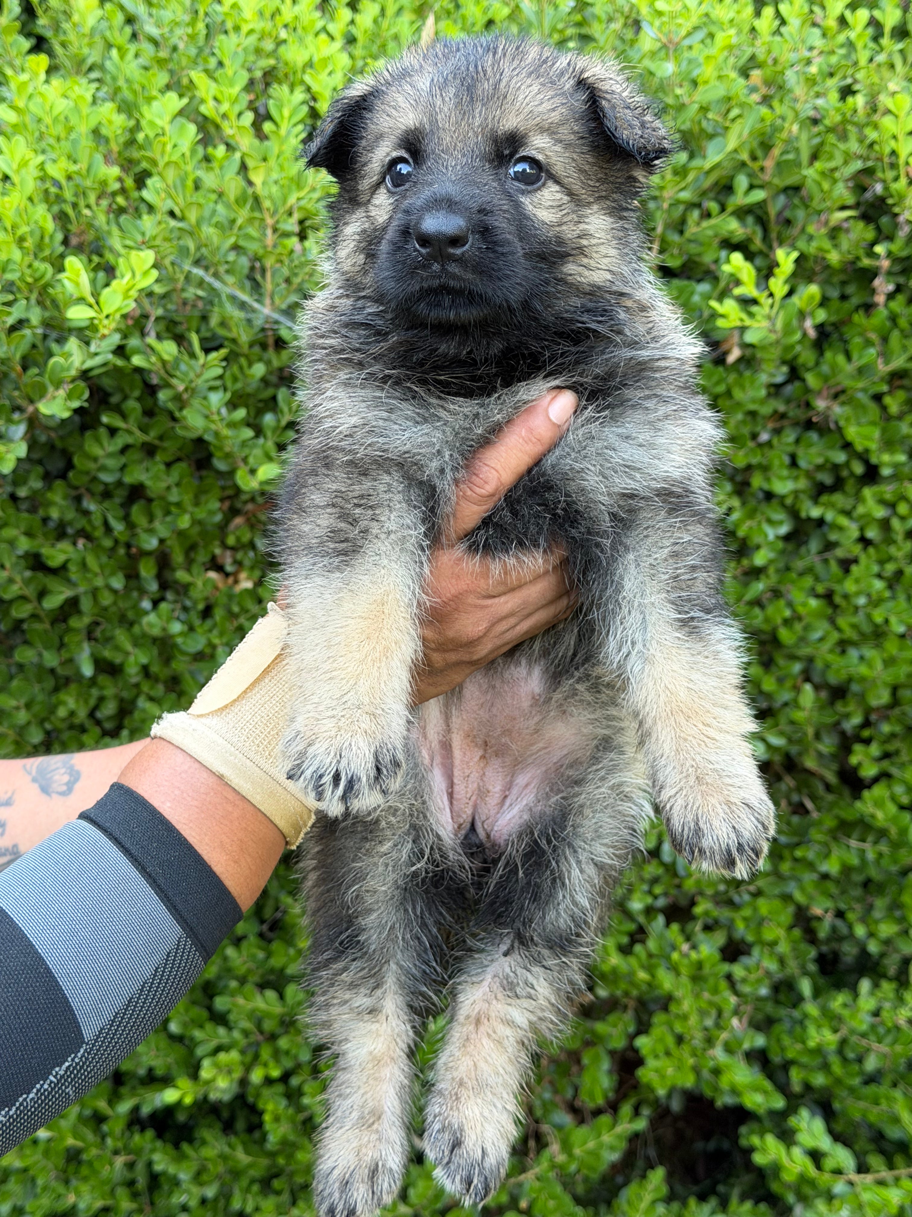 L Litter German Shepherd puppies for sale 2026 – Simanovich Protection Dogs
