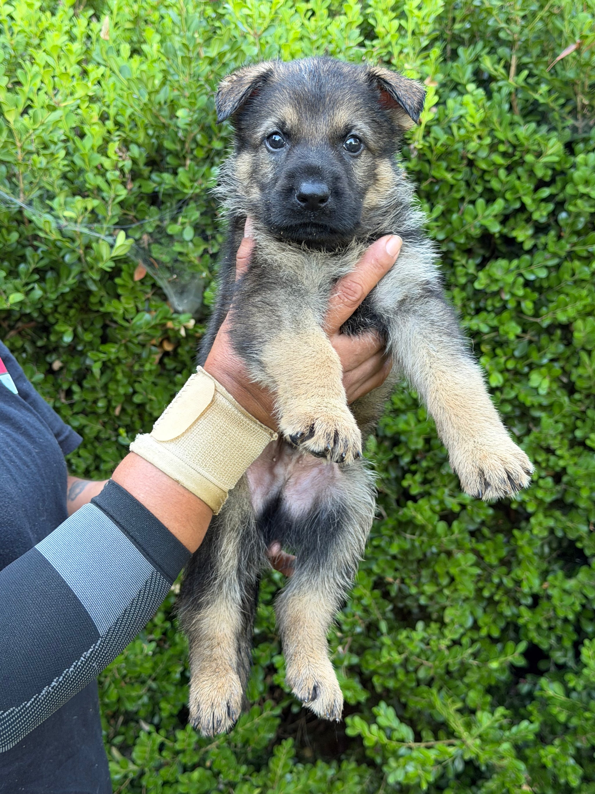 L Litter German Shepherd puppies for sale 2026 – Simanovich Protection Dogs