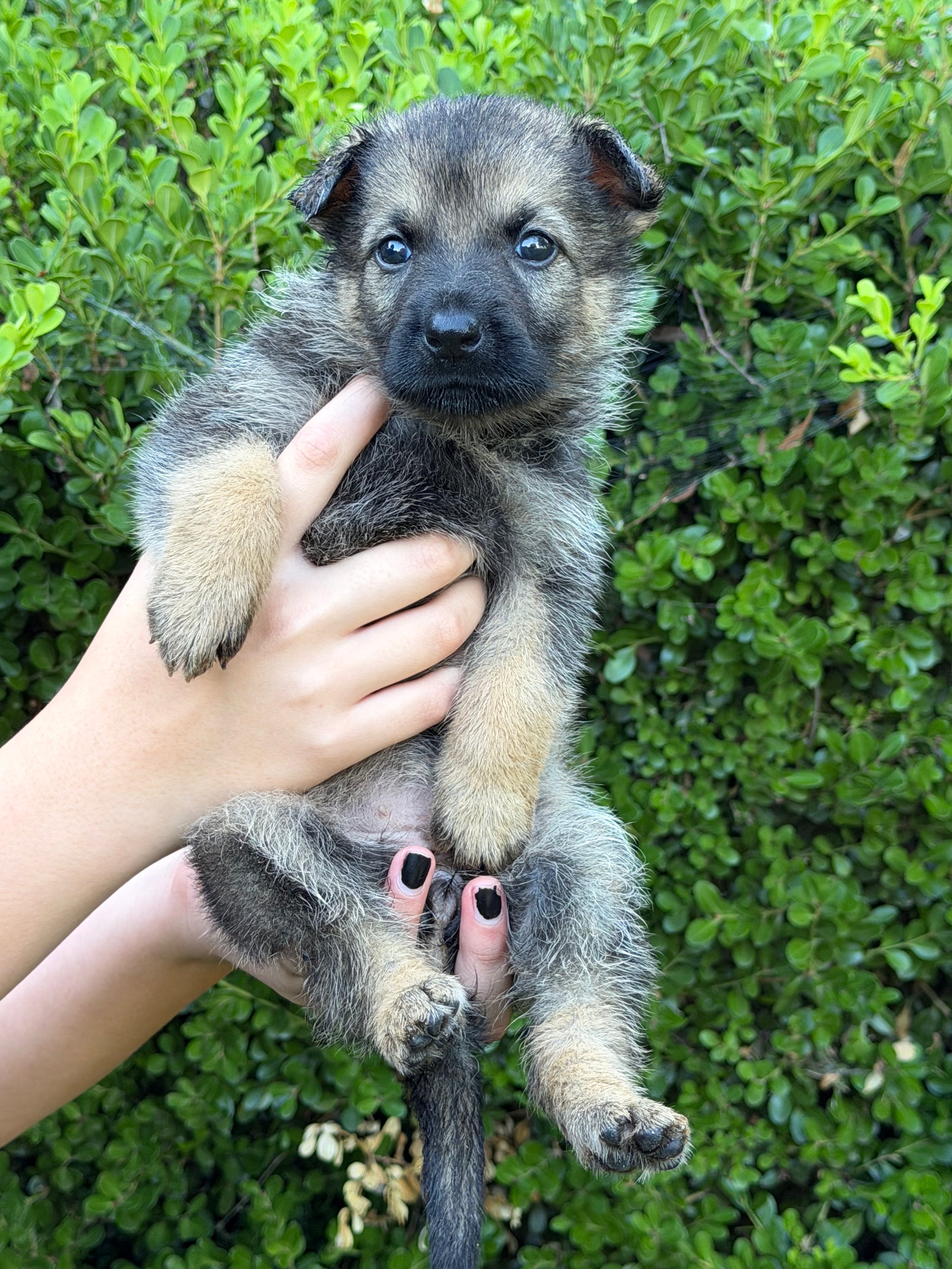 L Litter German Shepherd puppies for sale 2026 – Simanovich Protection Dogs