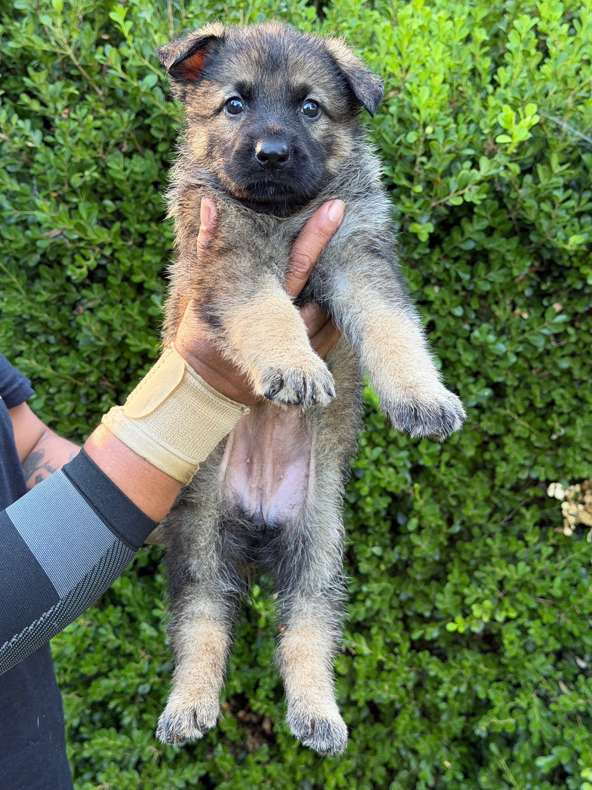 L Litter German Shepherd puppies for sale 2026 – Simanovich Protection Dogs