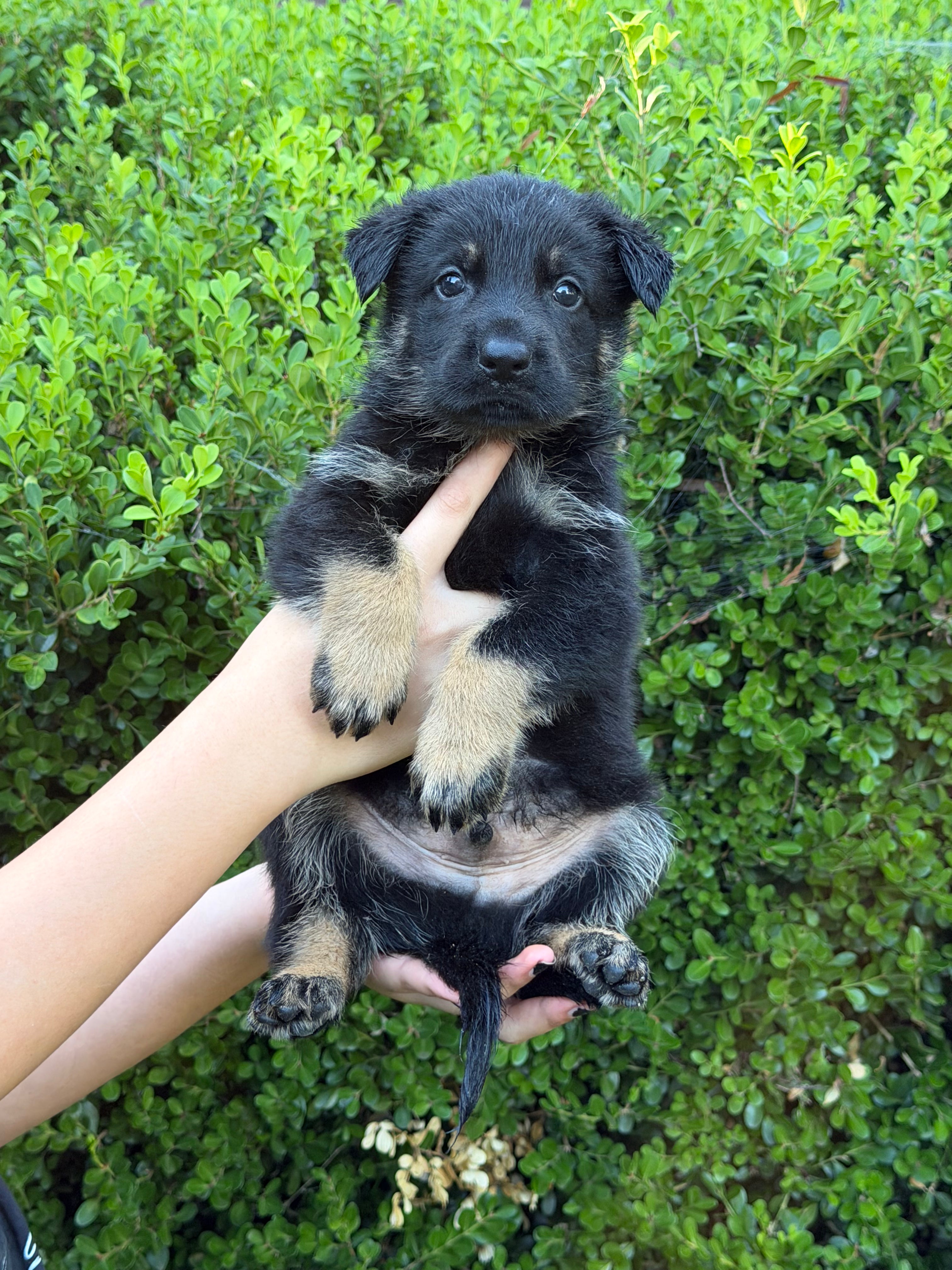 L Litter German Shepherd puppies for sale 2026 – Simanovich Protection Dogs