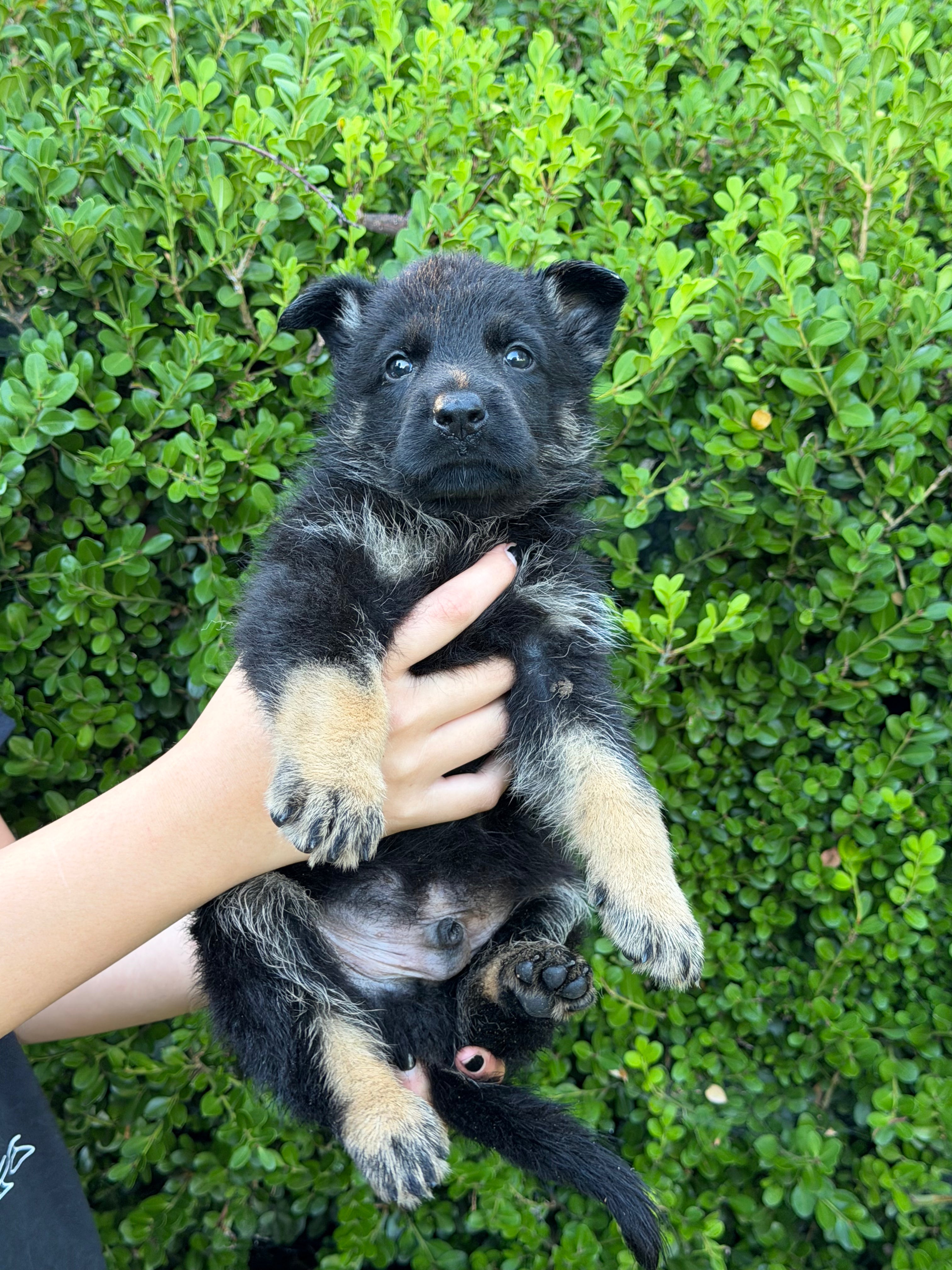 L Litter German Shepherd puppies for sale 2026 – Simanovich Protection Dogs