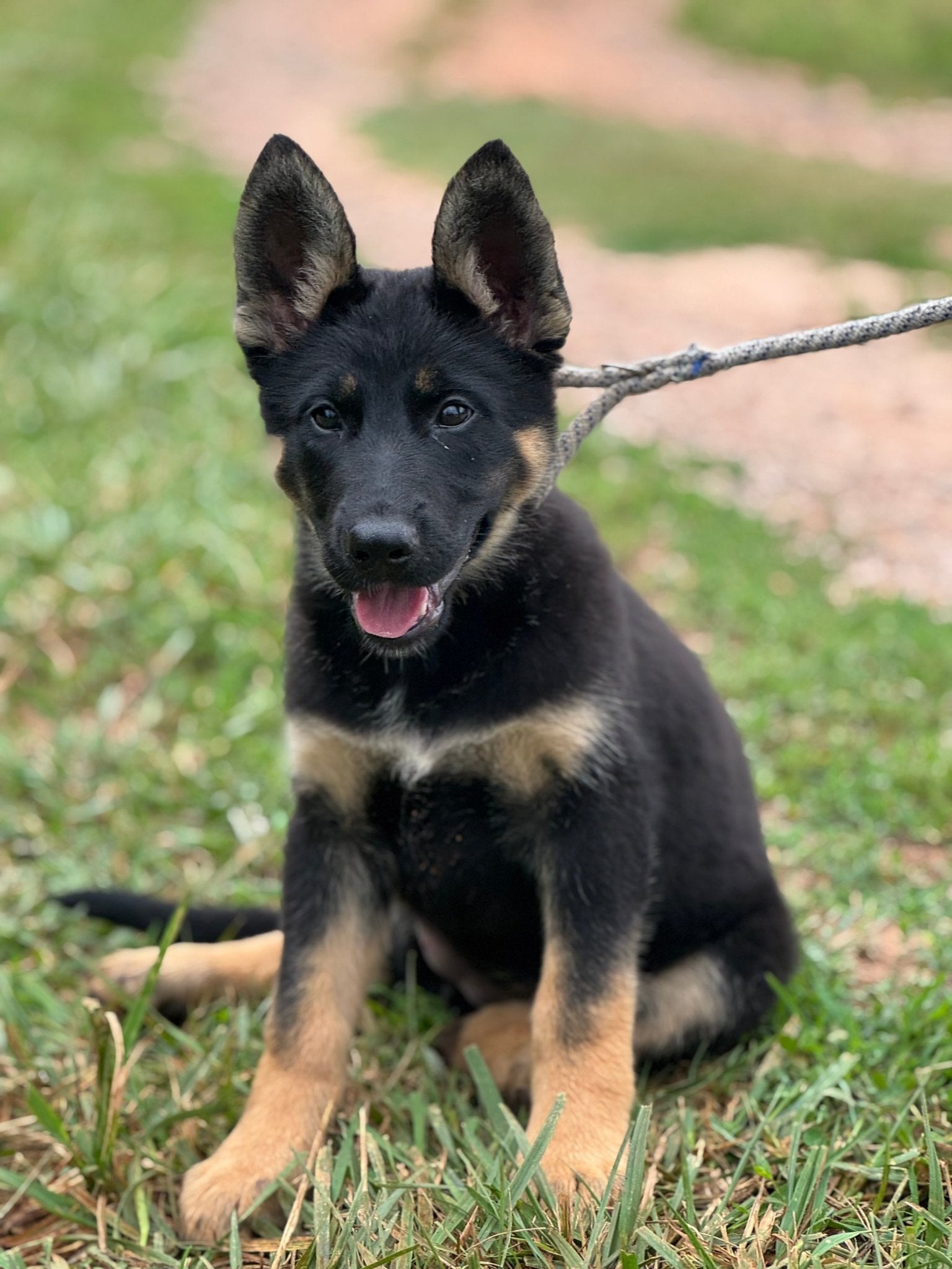 Litter Y 2025 - German Shepherd Puppies - protectiondog.com