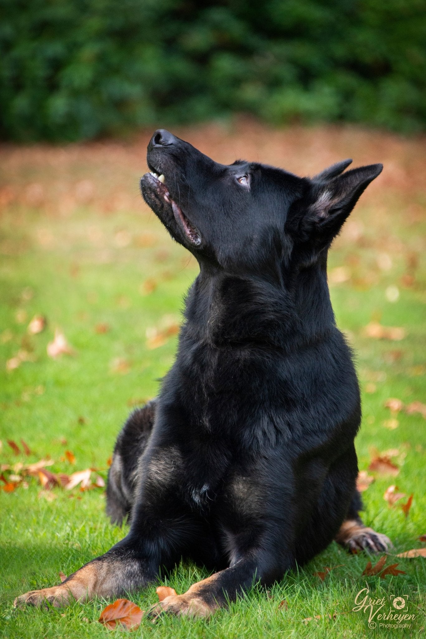 Litter Y 2025 - German Shepherd Puppies - protectiondog.com