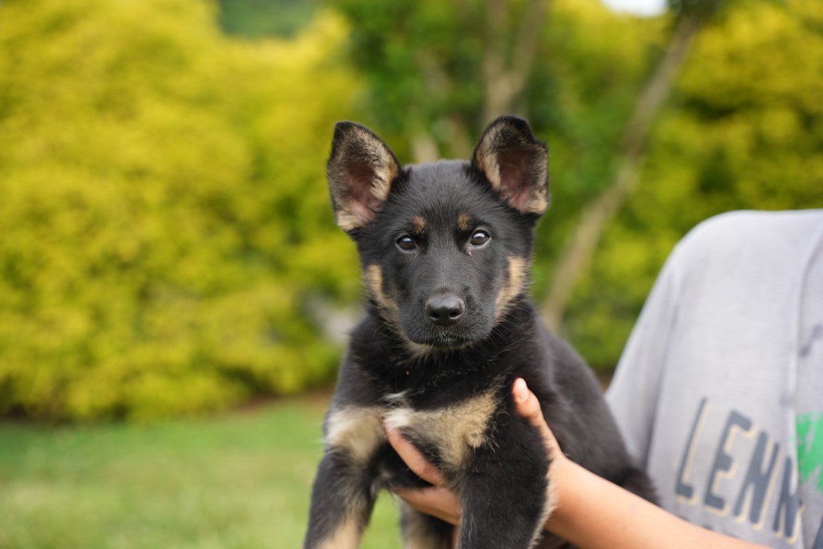 Litter Y 2025 - German Shepherd Puppies - protectiondog.com