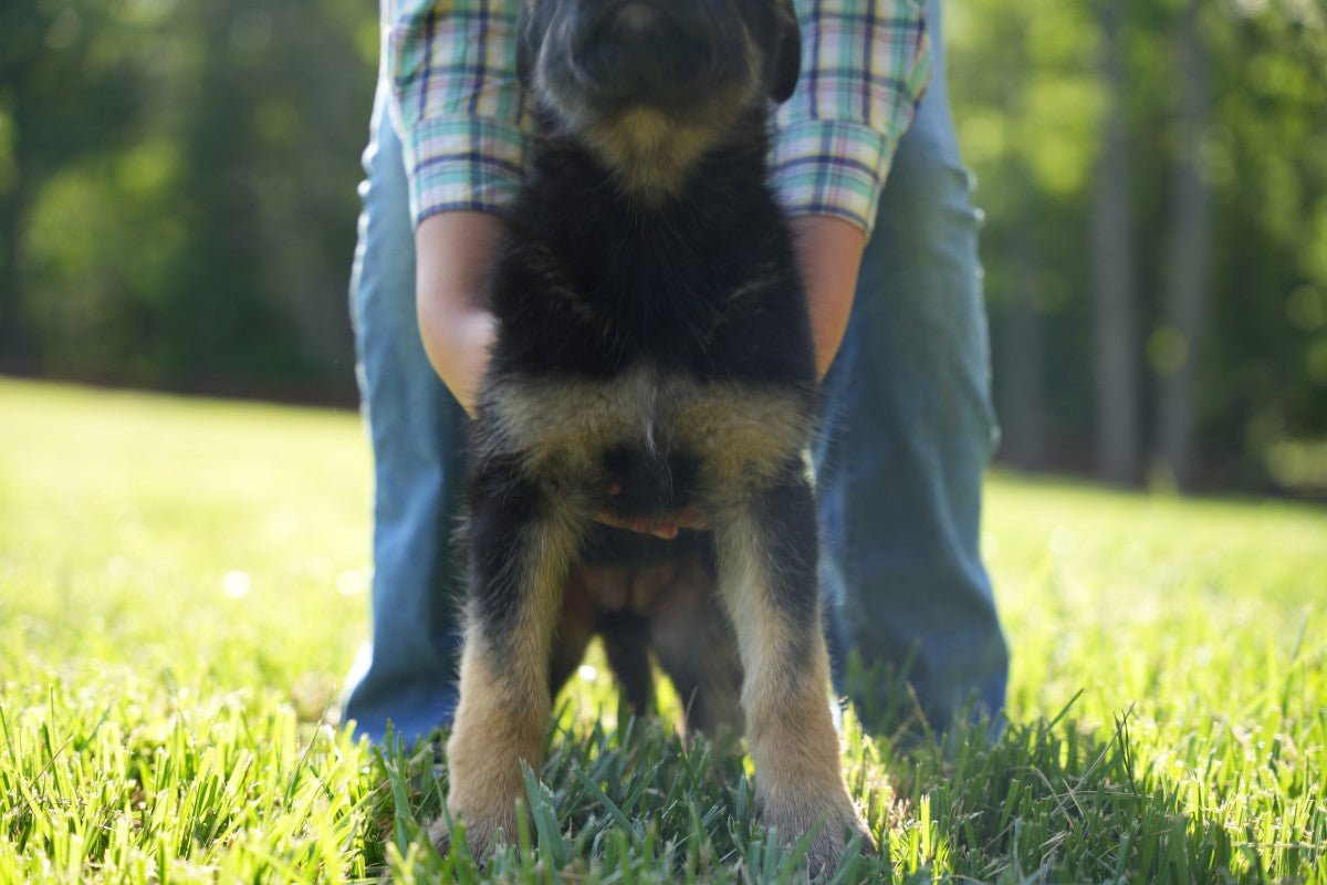 Litter Y 2025 - German Shepherd Puppies - protectiondog.com
