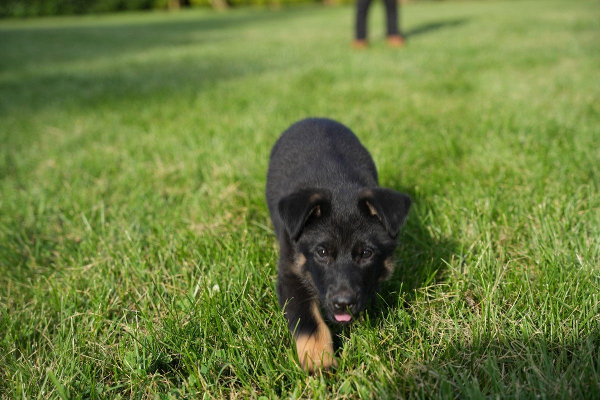 Litter Y 2025 - German Shepherd Puppies - protectiondog.com