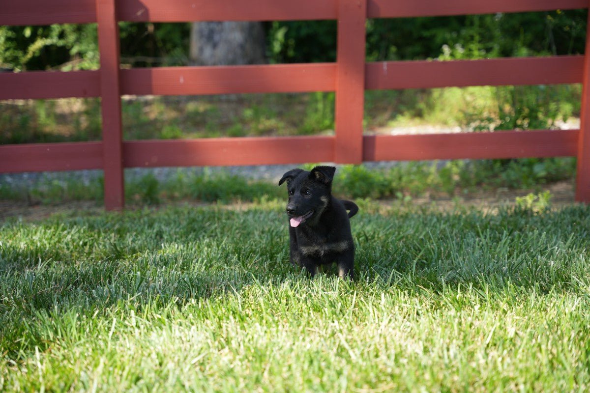 Litter Y 2025 - German Shepherd Puppies - protectiondog.com
