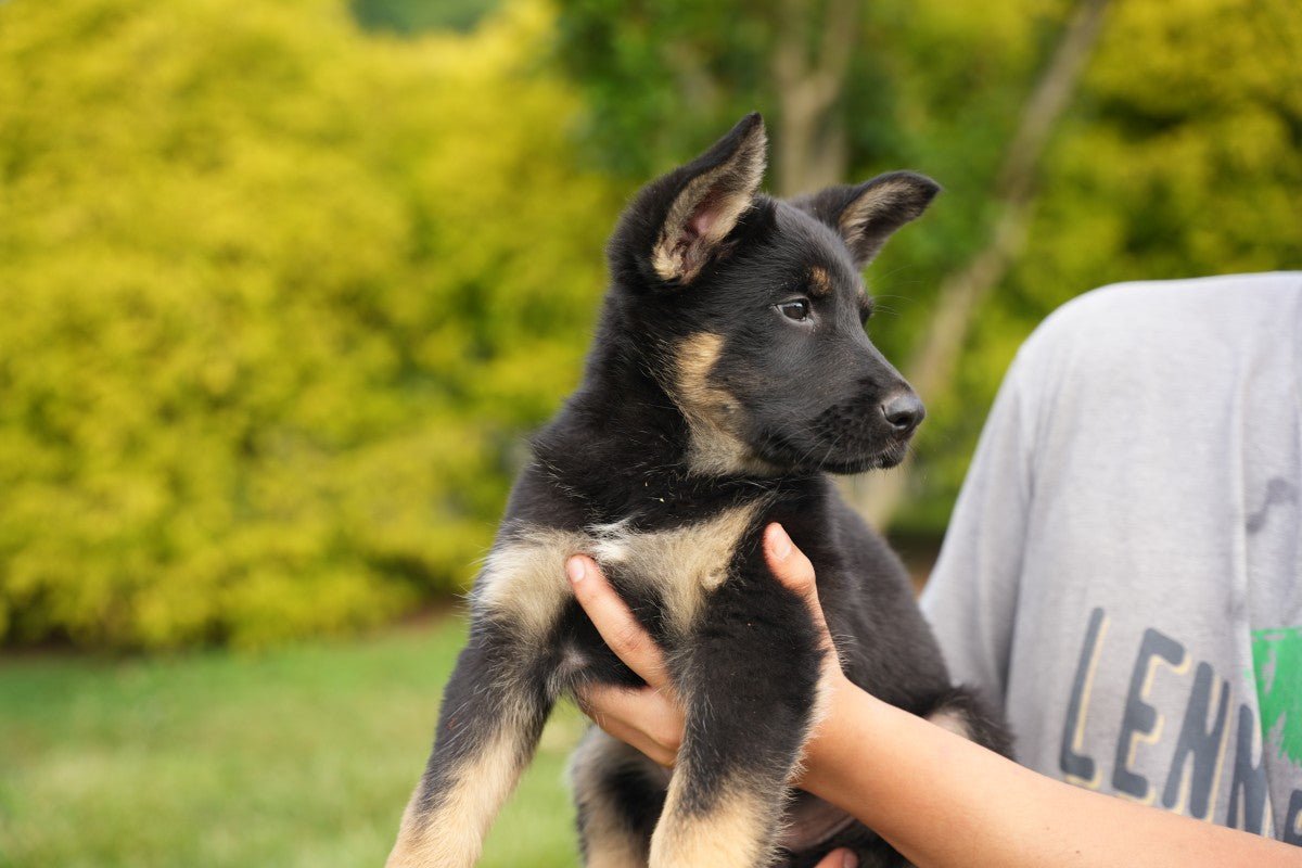 Litter Y 2025 - German Shepherd Puppies - protectiondog.com