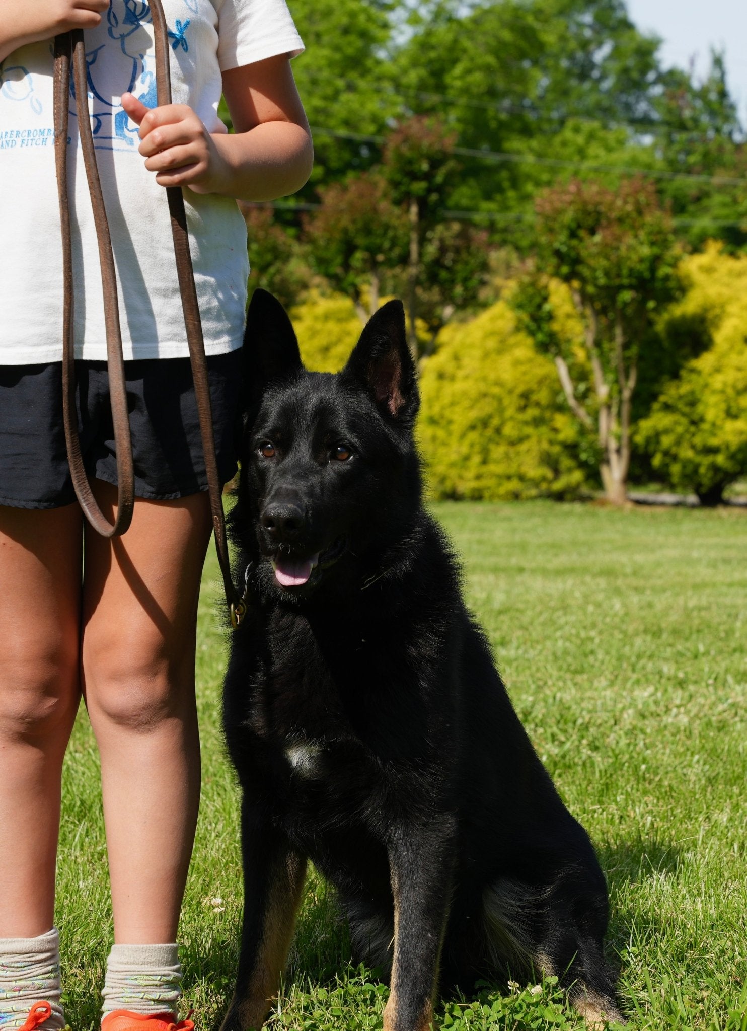 Person holding a black protection dog on a leash in a park