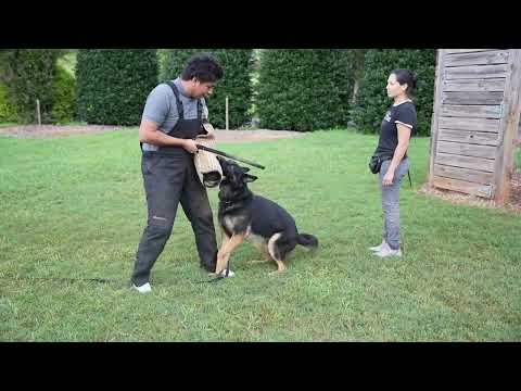 Django - Trained Adult Male German Shepherd
