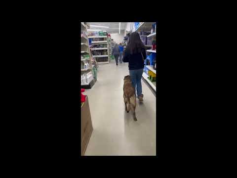 Trixi trained Adult Female Belgian Malinois