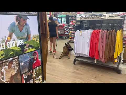 Hagard - Trained Adult Male German Shepherd