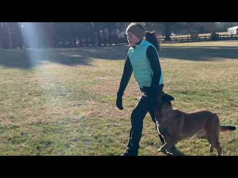 Jimbo-Male Belgian Malinois