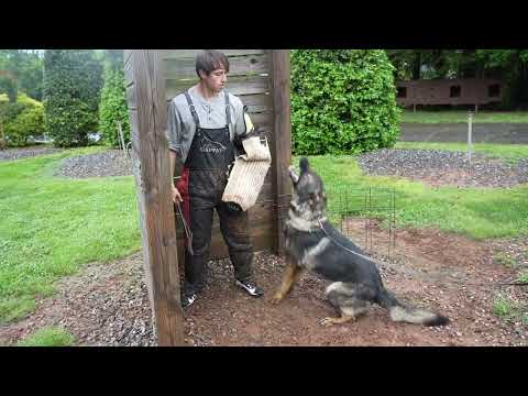 Blitz - Trained Adult Male German Shepherd