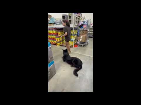 Xeno Adolescent Male German Shepherd