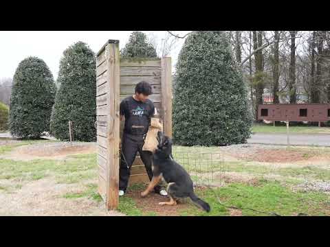Django - Trained Adult Male German Shepherd