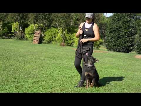 Trained Adolescent German Shepherds