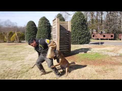 Jimbo-Male Belgian Malinois