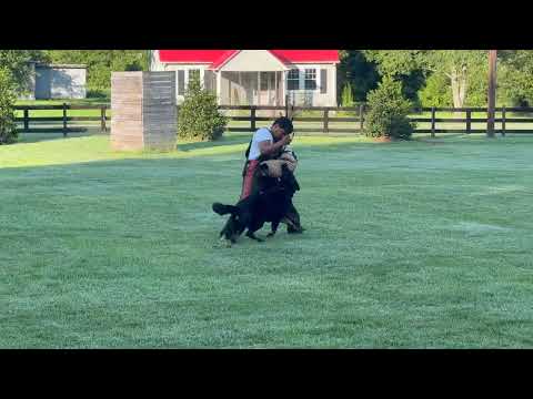 Hustle Adolescent Male German Shepherd