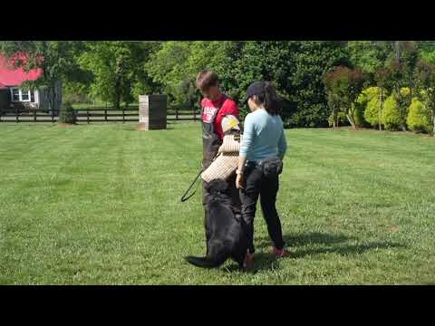 Kandi- Trained Adult Female