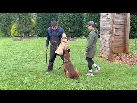 Eron Male Belgian Malinois