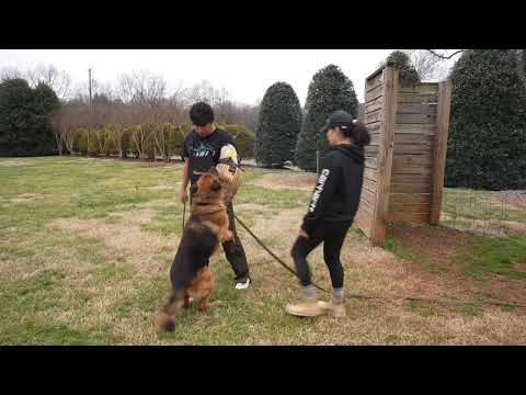 Hagard - Trained Adult Male German Shepherd