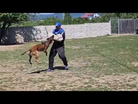Jimbo-Male Belgian Malinois